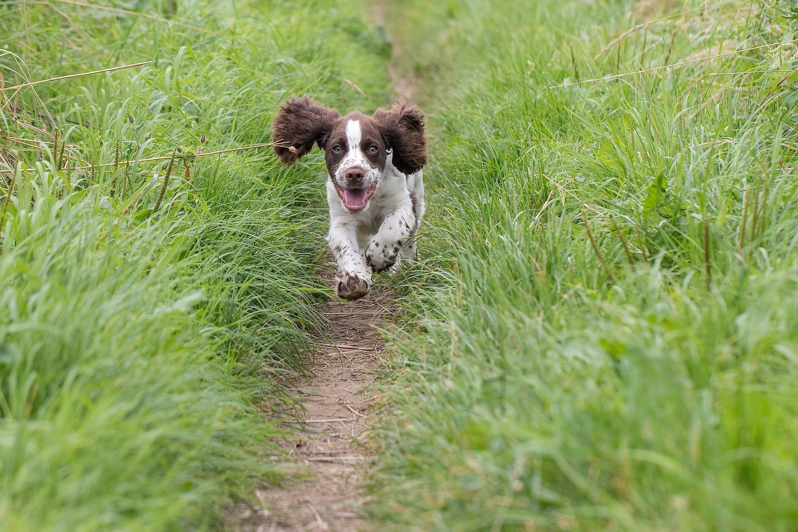 A happy dog running off leash outdoors in a field