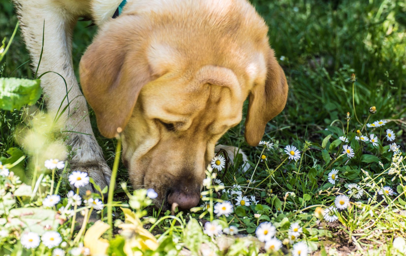 dog sniffing grass looking for treats