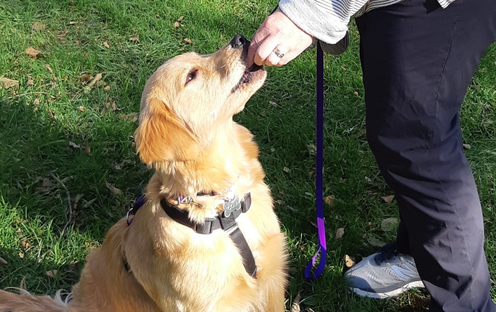 dog receiving treat at AnimalKind training session