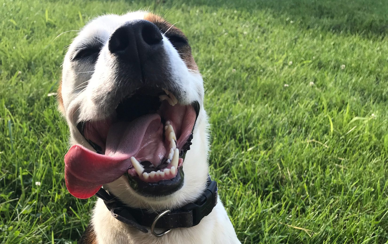 happy dog with big tongue out