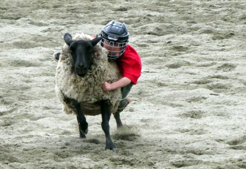 Child riding on a sheep participating in the mutton busting event as part of the Cloverdale Rodeo in 2023.