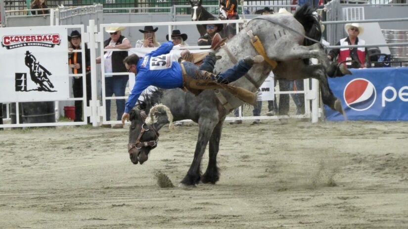 Saddle bronc riding event at the Cloverdale Rodeo, 2023.