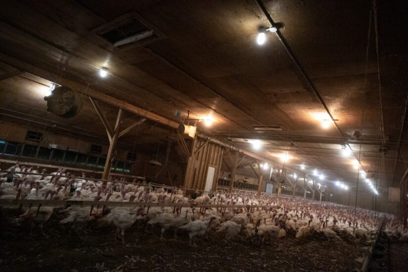 Turkeys inside a Canadian turkey farm.