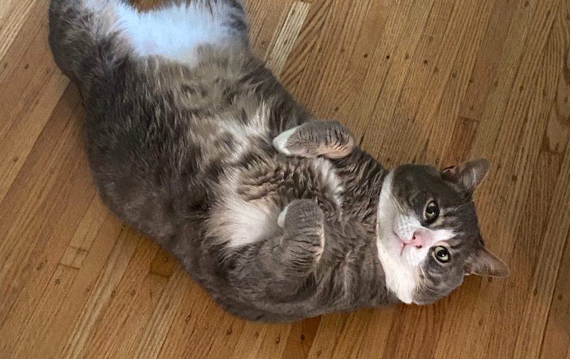 Cat Layne belly up on the floor
