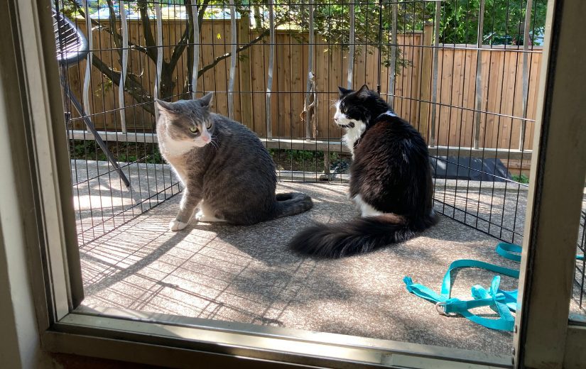 Cat Layne with sibling cat in their outdoor gated area