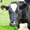 Close-up of dairy cow on pasture.