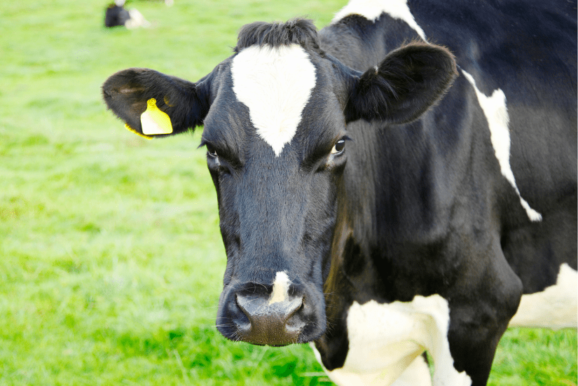 Close-up of dairy cow on pasture.