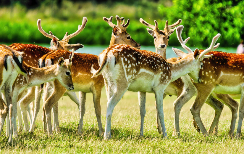 Fallow deer in herd. 