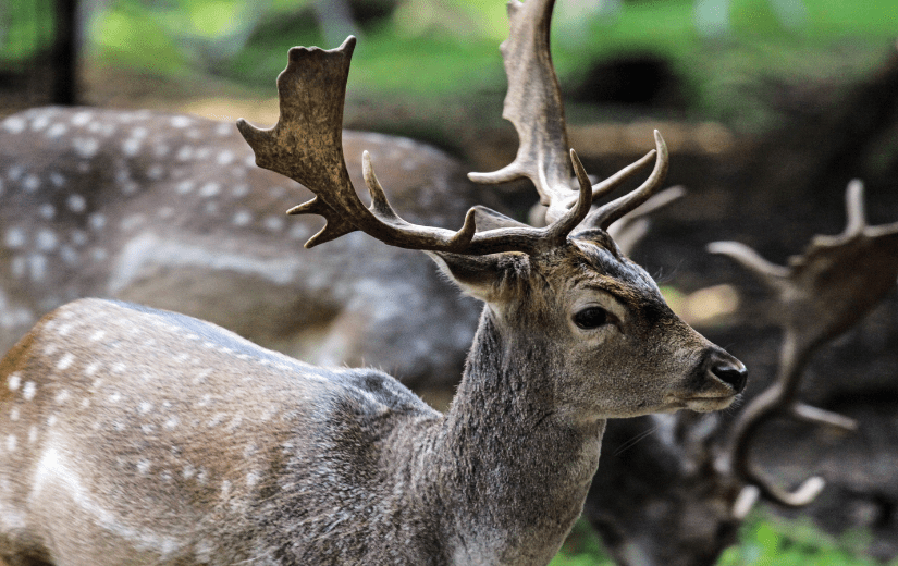 Close-up of one fallow deer in a herd.