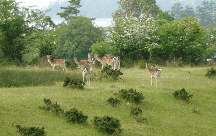 Herd of fallow deer on Sidney Island