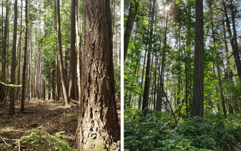 A comparison of the degraded forest understory on Sidney Island and healthy Coastal Douglas-Fir ecosystem on nearby Russell Island where fallow deer were not introduced taken in summer 2023.