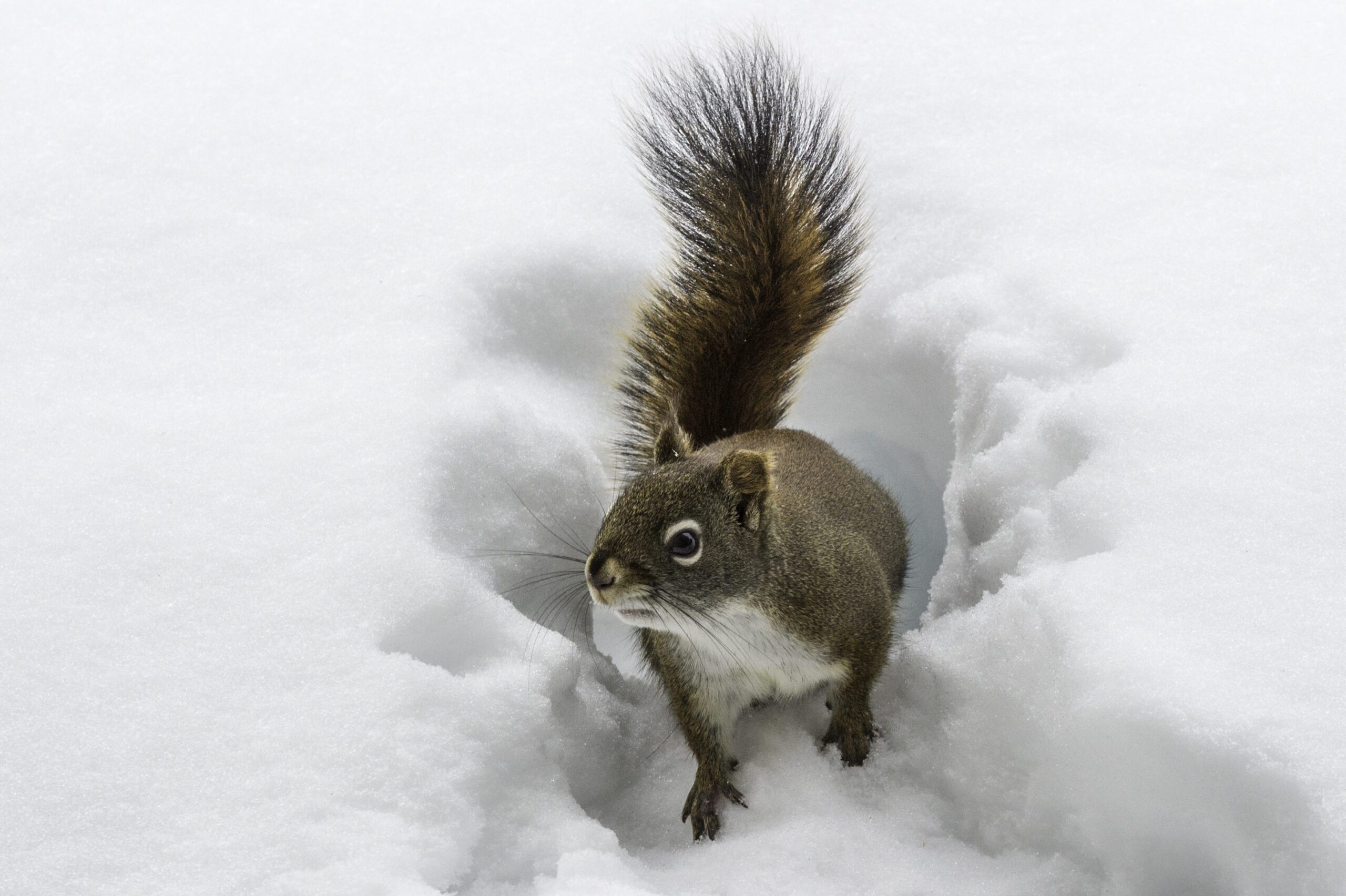 Red squirrel in snow