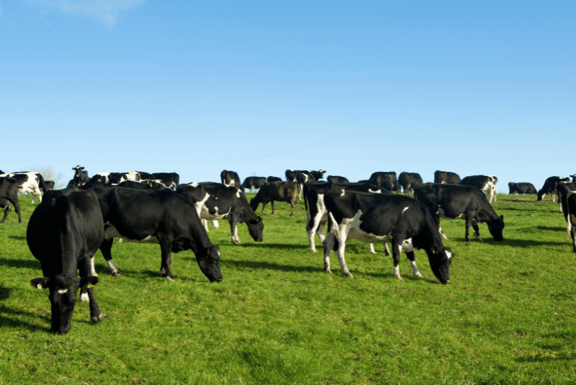 Dairy cows grazing on pasture.