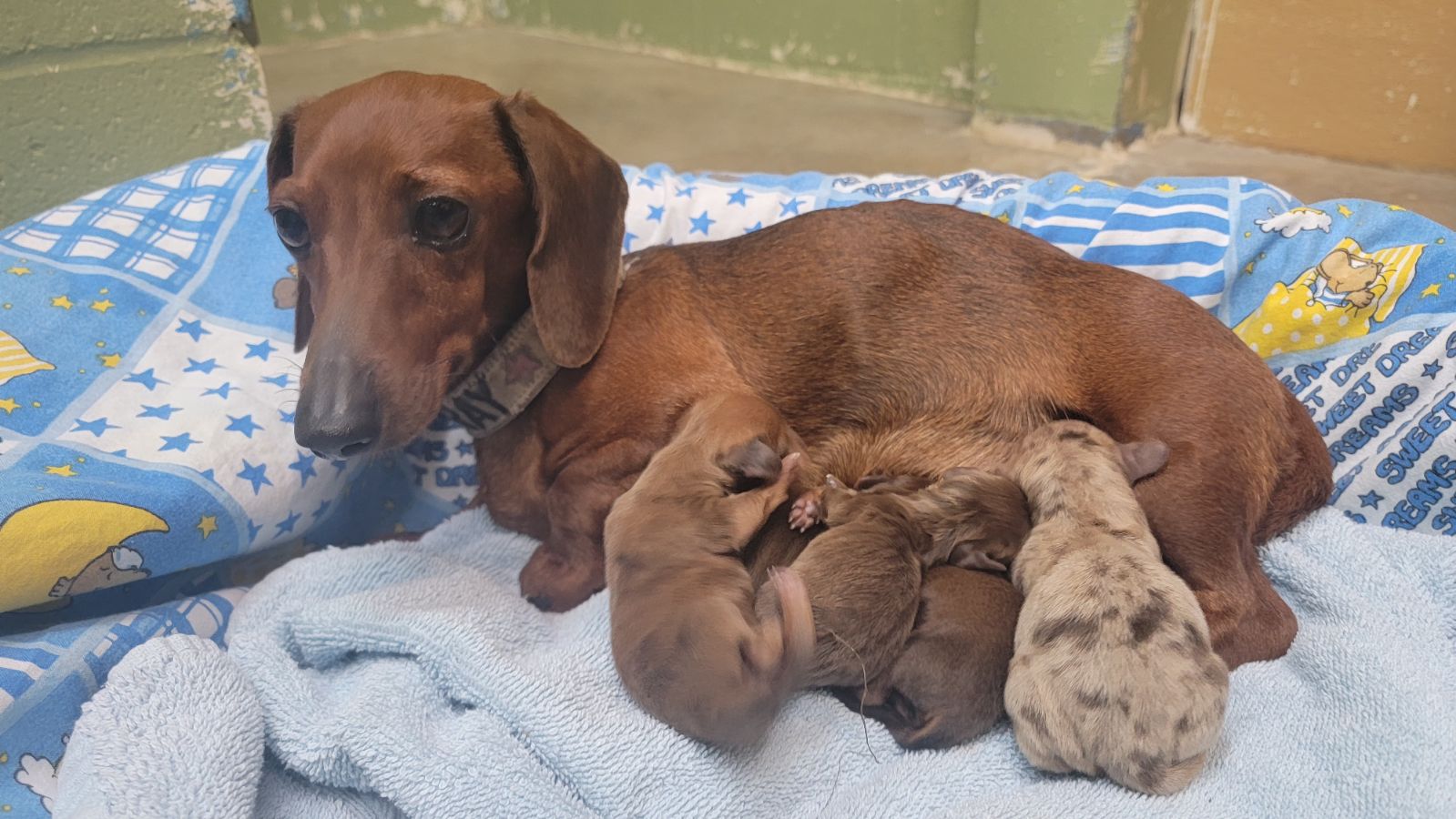 Update 30 Dachshunds rescued from terrible conditions BC SPCA