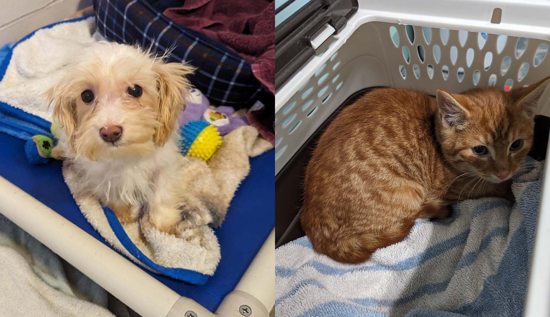 BC SPCA takes 44 animals into care after they were found in shockingly