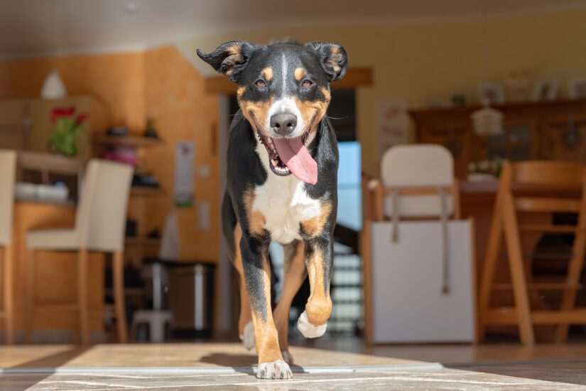Beautiful tricolor dog running on a wood floor in a house