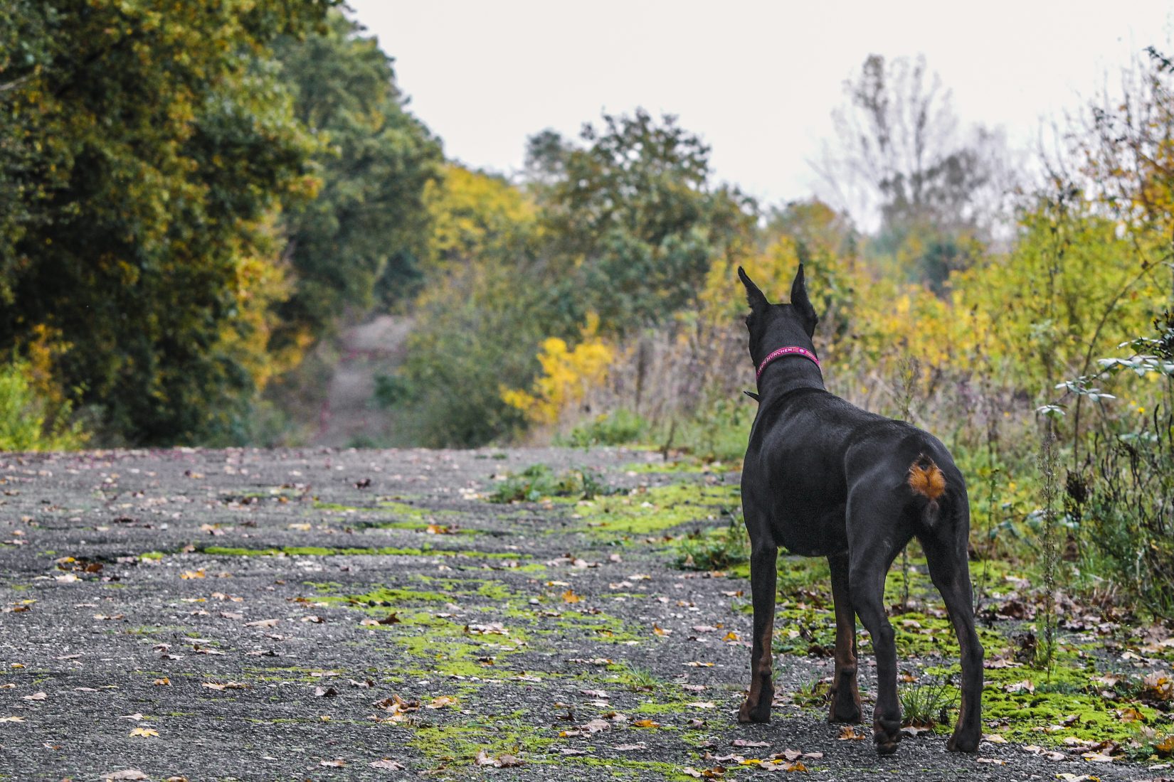 Dobberman with cropped ears and docked tail