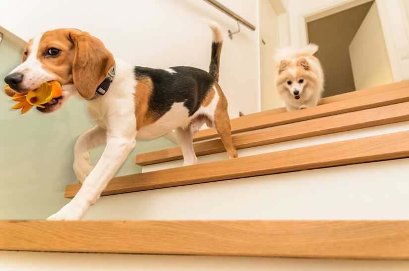 Two dogs running down the stairs beagle with german spitz