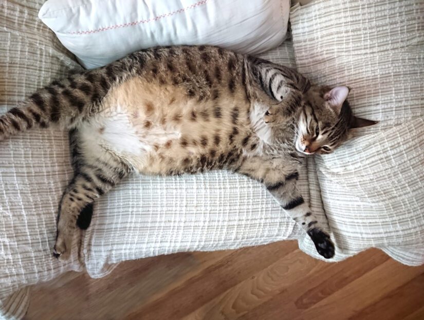 obese tabby cat lying on couch