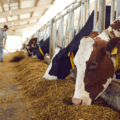 Two dairy cows are eating in a free stall barn with a farmer pushing up feed in the background.