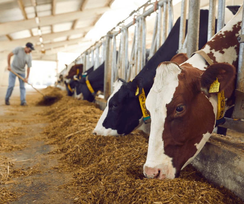 Two dairy cows are eating in a free stall barn with a farmer pushing up feed in the background. The recommendations have been submitted to the Deputy Minister of Agriculture and Food for review