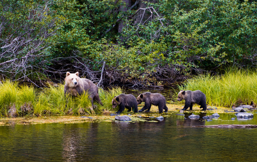 A mother grizzly bear walking across water with three grizzly cubs.