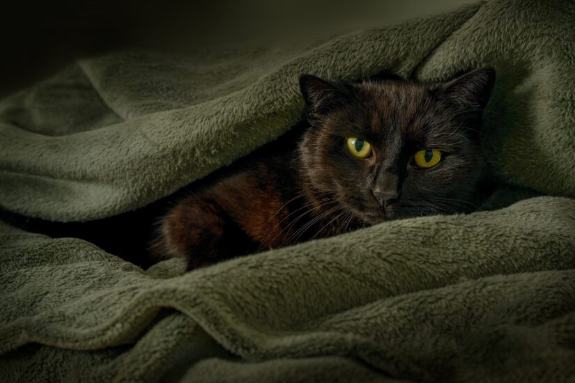 sick or scared cat hiding in green blanket