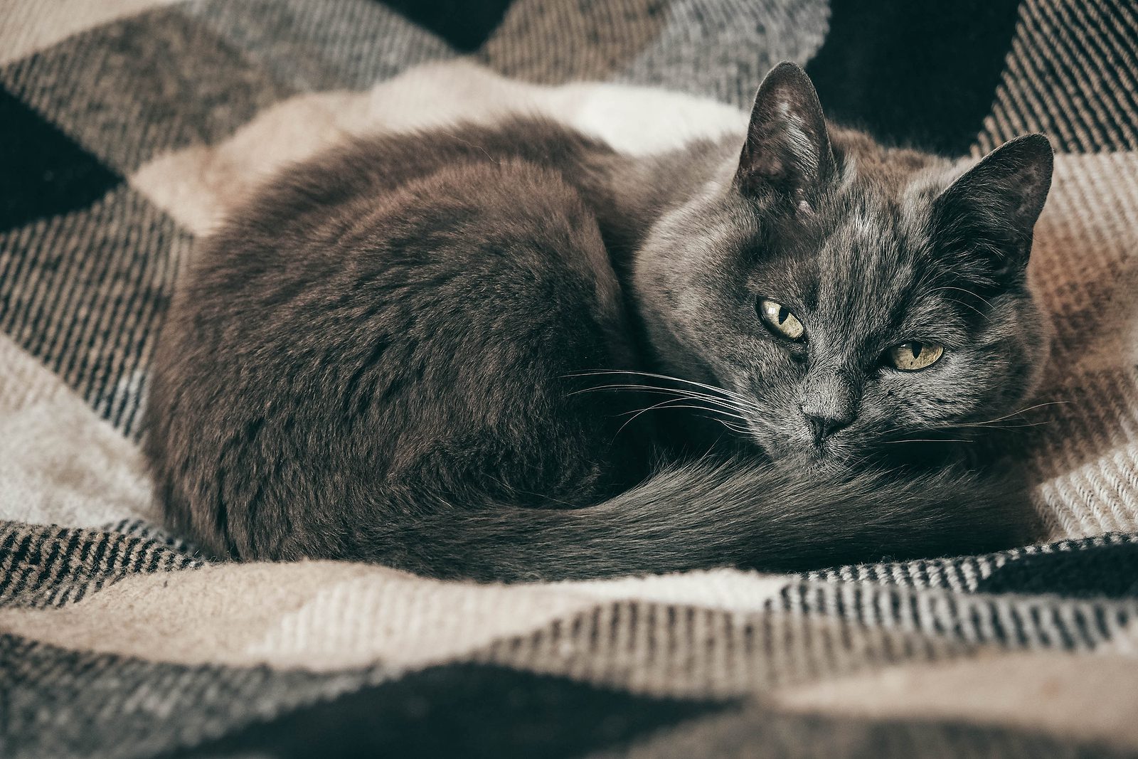 Sick or sad grey cat curled up on couch looking at camera