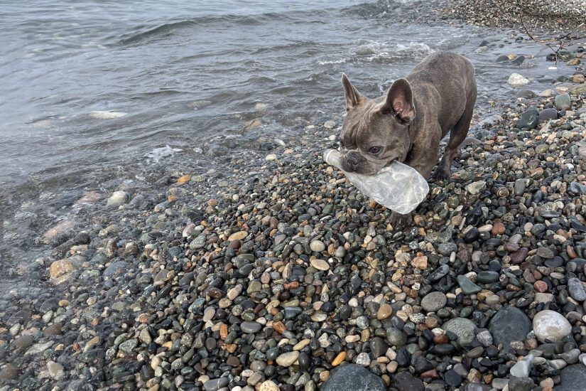 Grey French bulldog on rocky beach with an empty plastic bottle in mouth