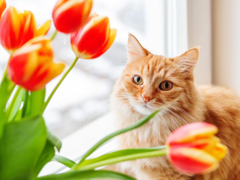 Cute ginger cat eyeing bouquet of red tulips.