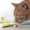 Ginger cat looking at a medicine capsule beside a open pill box.