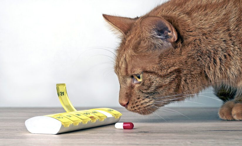Ginger cat looking curious to a medicine capsule beside a open pill box.
