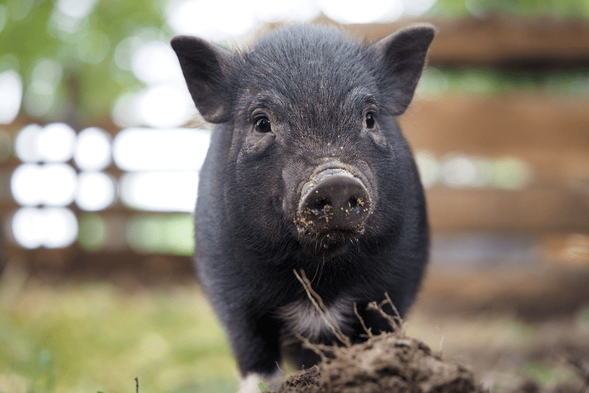 Piglet rooting in dirt outdoors.