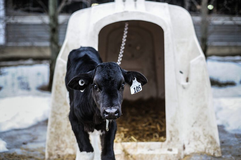 A calf tethered to a hutch outdoors.