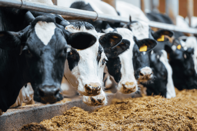 Dairy cows feeding inside the barn