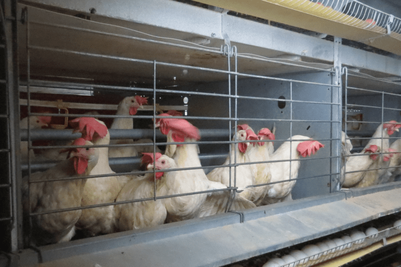 Laying hens in an enriched cage.