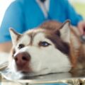 Sad sick husky dog lying on table in vet clinic