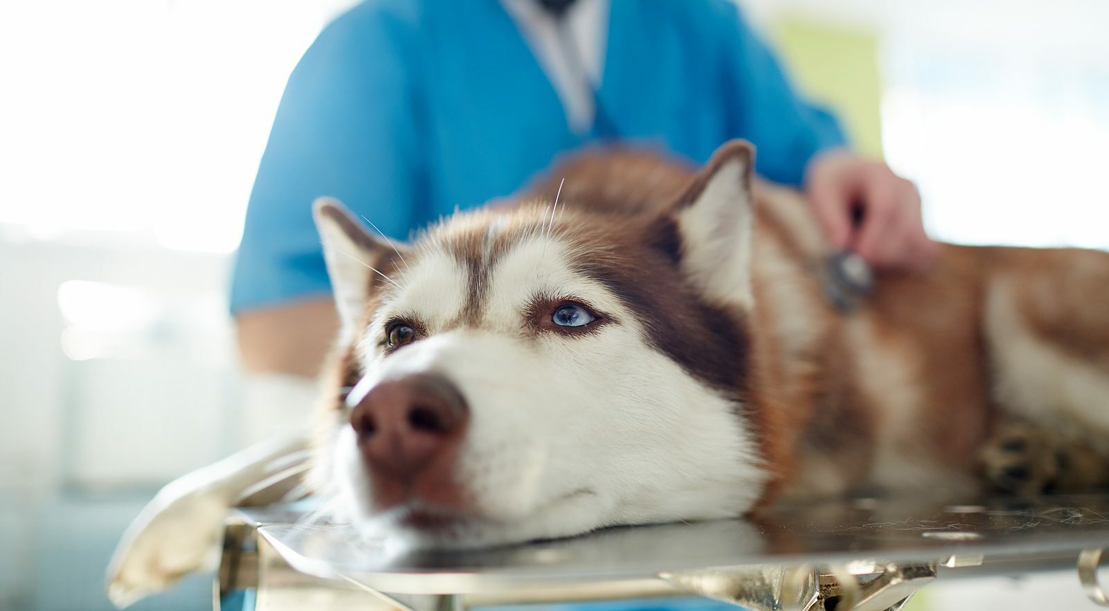 Sad sick husky dog lying on table in vet clinic