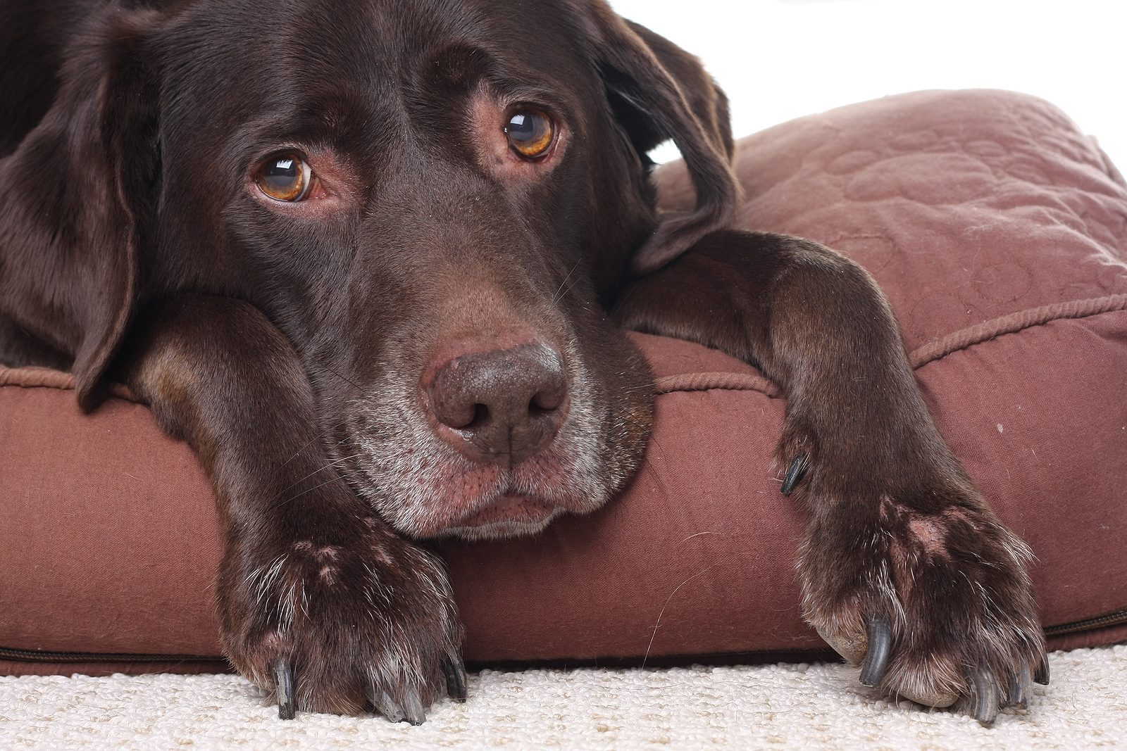 Very sad looking senior Labrador retriever lying on floor cushion