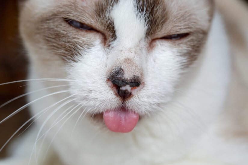 Sick cat with tongue hanging out ,Signs of dental disease .