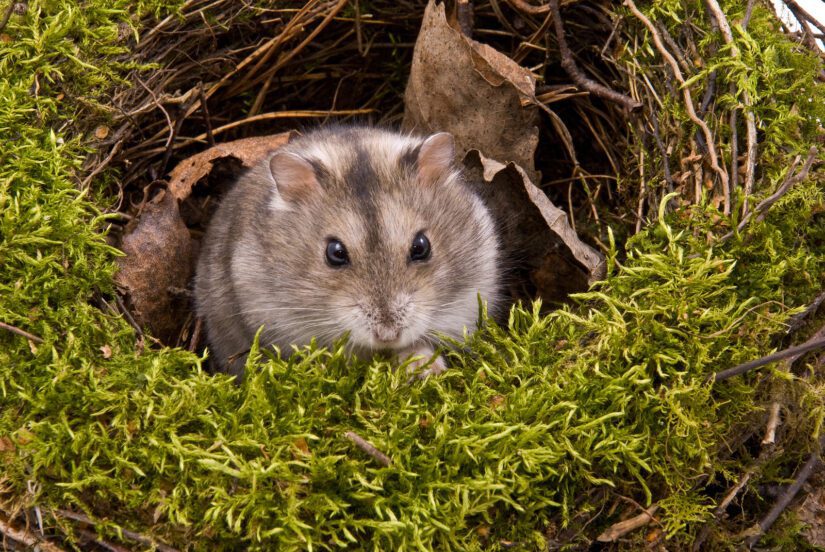 little dwarf hamster in moss close up