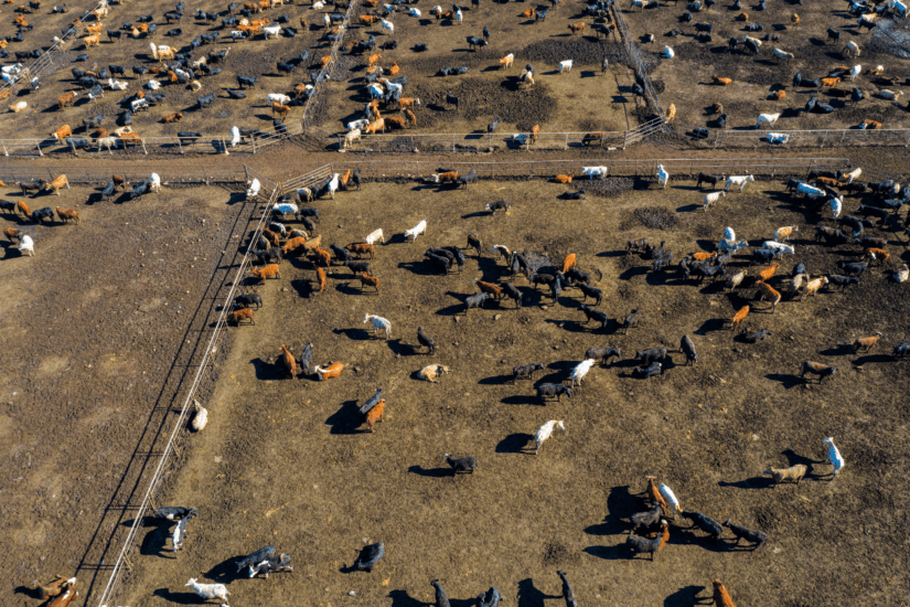 Beef cattle in a feedlot in Texas.