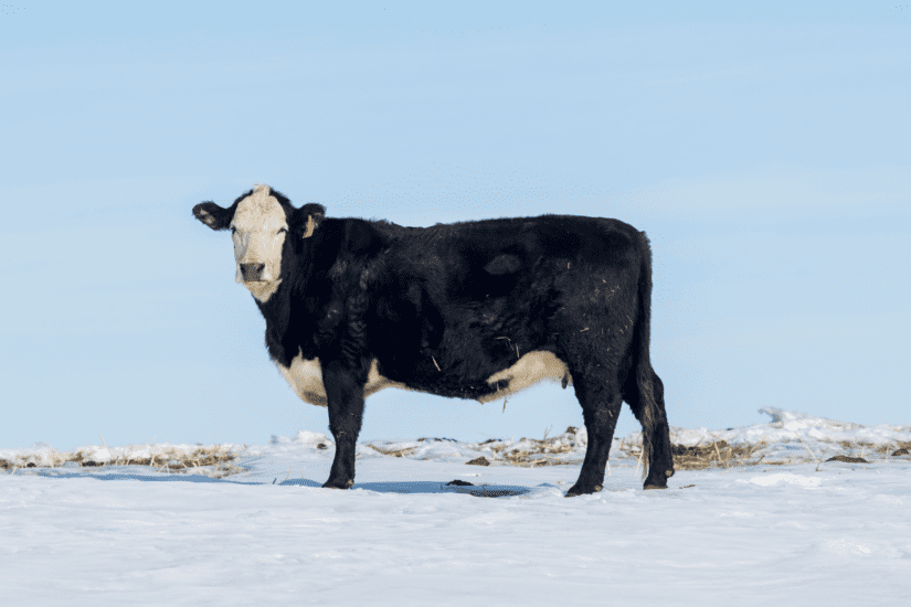 Beef cow outdoors in the snow.