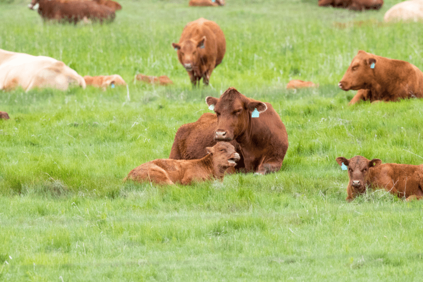Herd of beef cows with their calves on pasture.