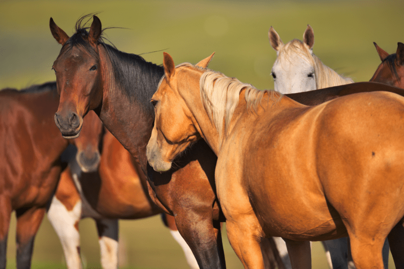 A group of horses outdoors.