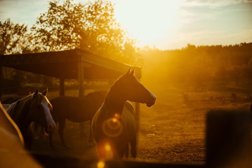 Horses gather near the fence of a large paddock at sunset.