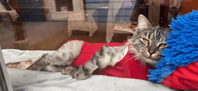BC SPCA | The B.C. Society for the Prevention of Cruelty to Animals
