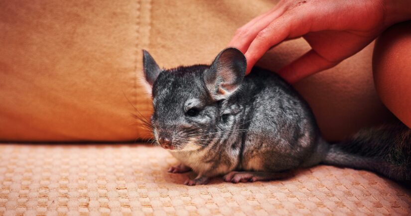 Pet chinchilla