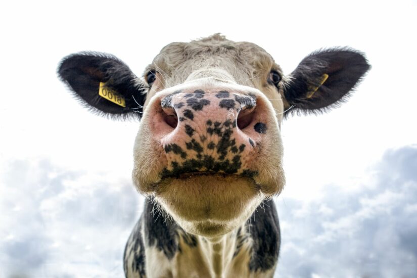 cow-close-up-of-dairy-cattle-825x550.jpg