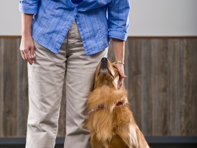 10 Dos and Don'ts of Petting Dogs: A Comprehensive Guide for Canine Lovers